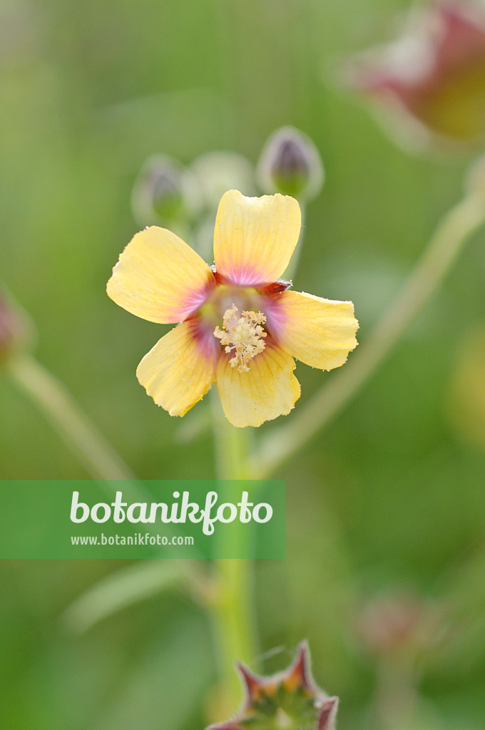 489040 - Abutilon à pétales jaunes (Abutilon theophrastii)