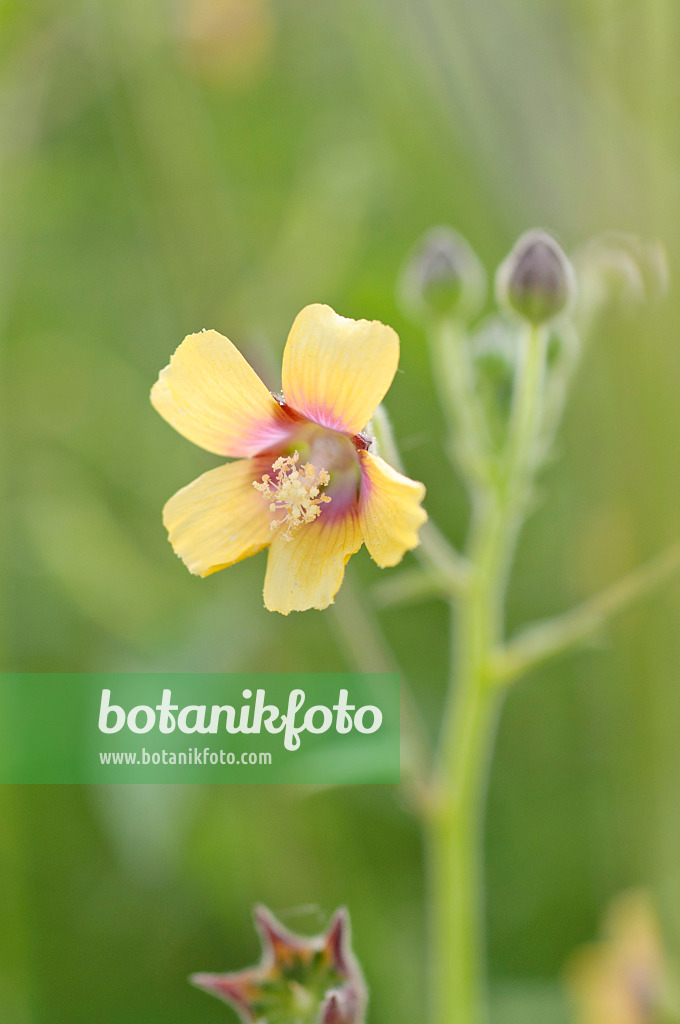 489041 - Abutilon à pétales jaunes (Abutilon theophrastii)