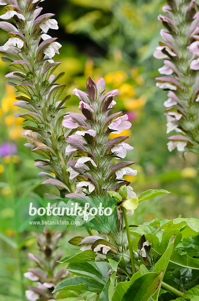 534358 - Acanthe (Acanthus)