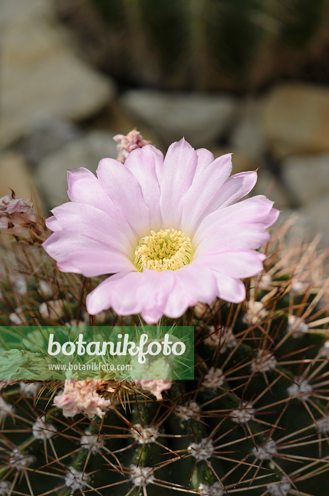 534333 - Acanthocalycium spiniflorum