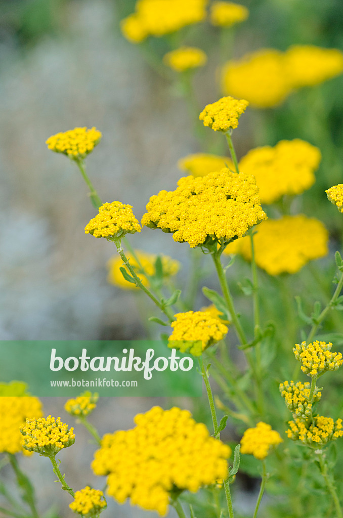 534114 - Achillée à feuilles d'agératum (Achillea ageratum)