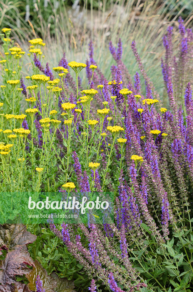 534116 - Achillée à feuilles d'agératum (Achillea ageratum) et sauge des bois (Salvia nemorosa 'Ostfriesland')