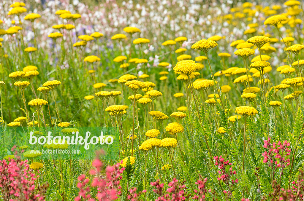 498228 - Achillée jaune (Achillea filipendulina)