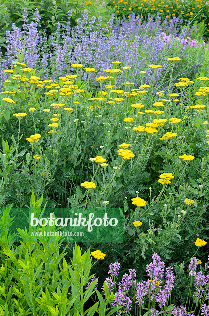 522041 - Achillée jaune (Achillea filipendulina)