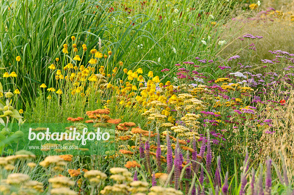 474242 - Achillée jaune (Achillea filipendulina) et anthémis des teinturiers (Anthemis tinctoria syn. Cota tinctoria)