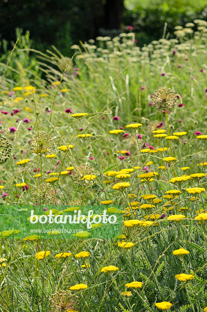 521138 - Achillée jaune (Achillea filipendulina 'Coronation Gold')