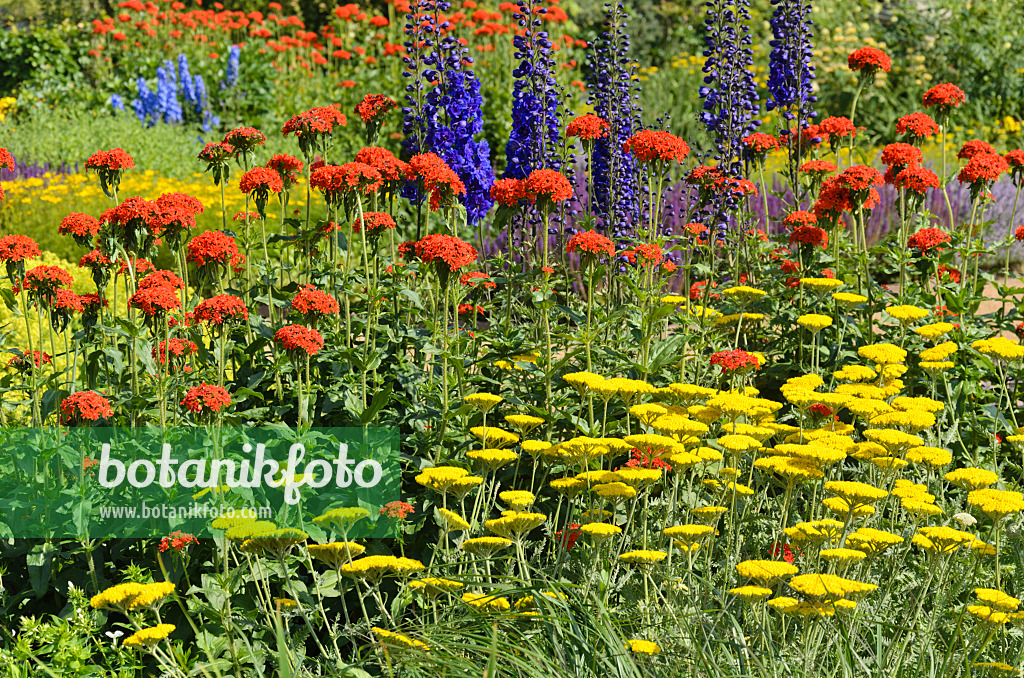 545183 - Achillée jaune (Achillea filipendulina), croix de Malte (Lychnis chalcedonica syn. Silene chalcedonica) et grande dauphinelle (Delphinium elatum)