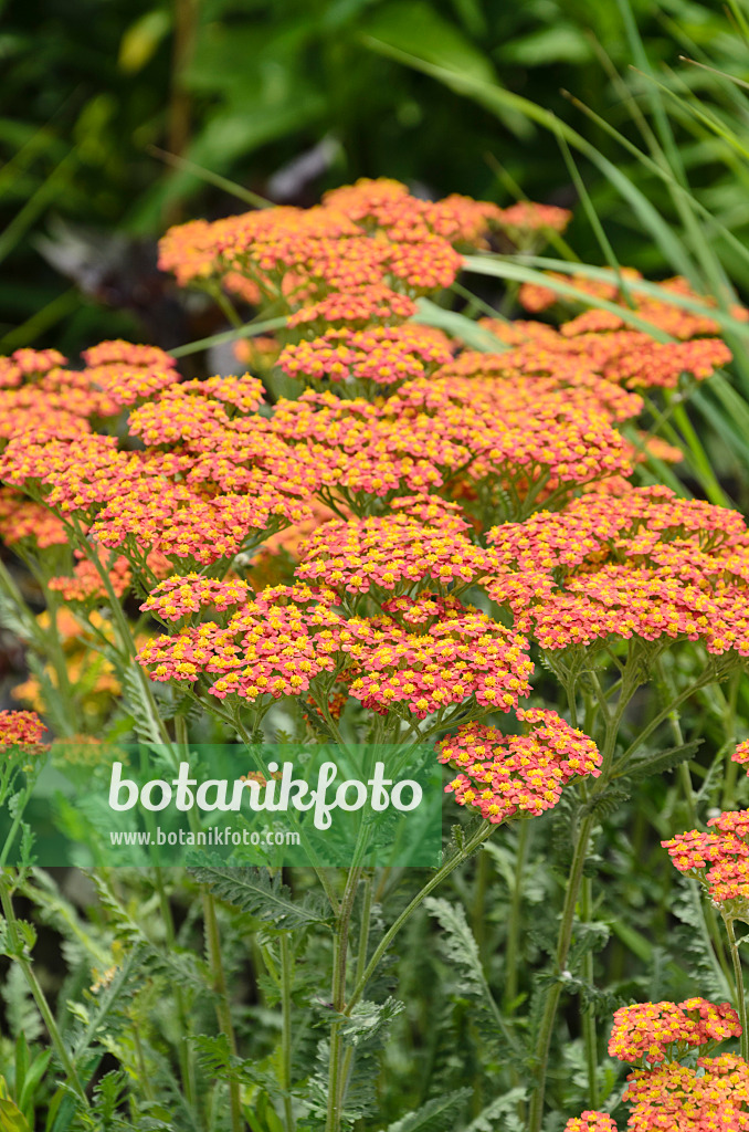 497057 - Achillée jaune (Achillea filipendulina 'Feuerland')