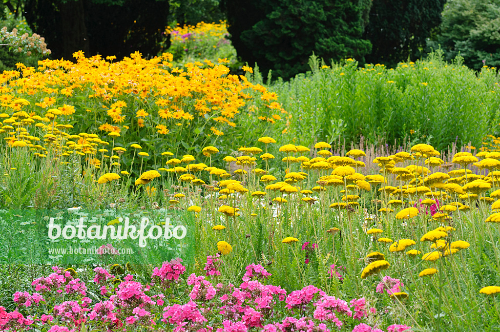 486184 - Achillée jaune (Achillea filipendulina 'Parker'), phlox paniculé (Phlox paniculata) et héliopside (Heliopsis helianthoides)