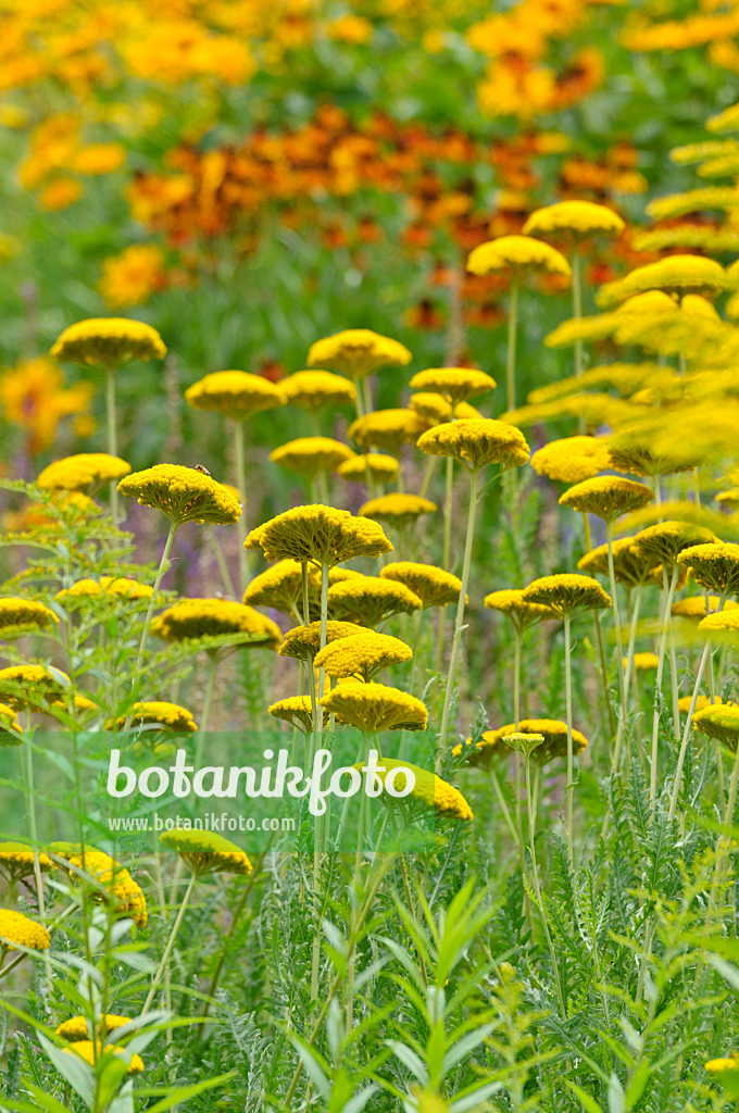 486186 - Achillée jaune (Achillea filipendulina 'Parker')