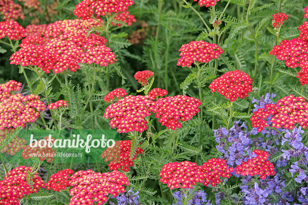 547056 - Achillée millefeuille (Achillea millefolium 'Paprika')