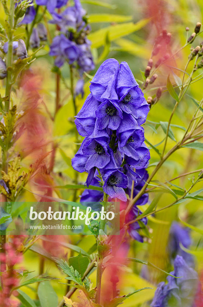 501117 - Aconit d'automne (Aconitum carmichaelii)