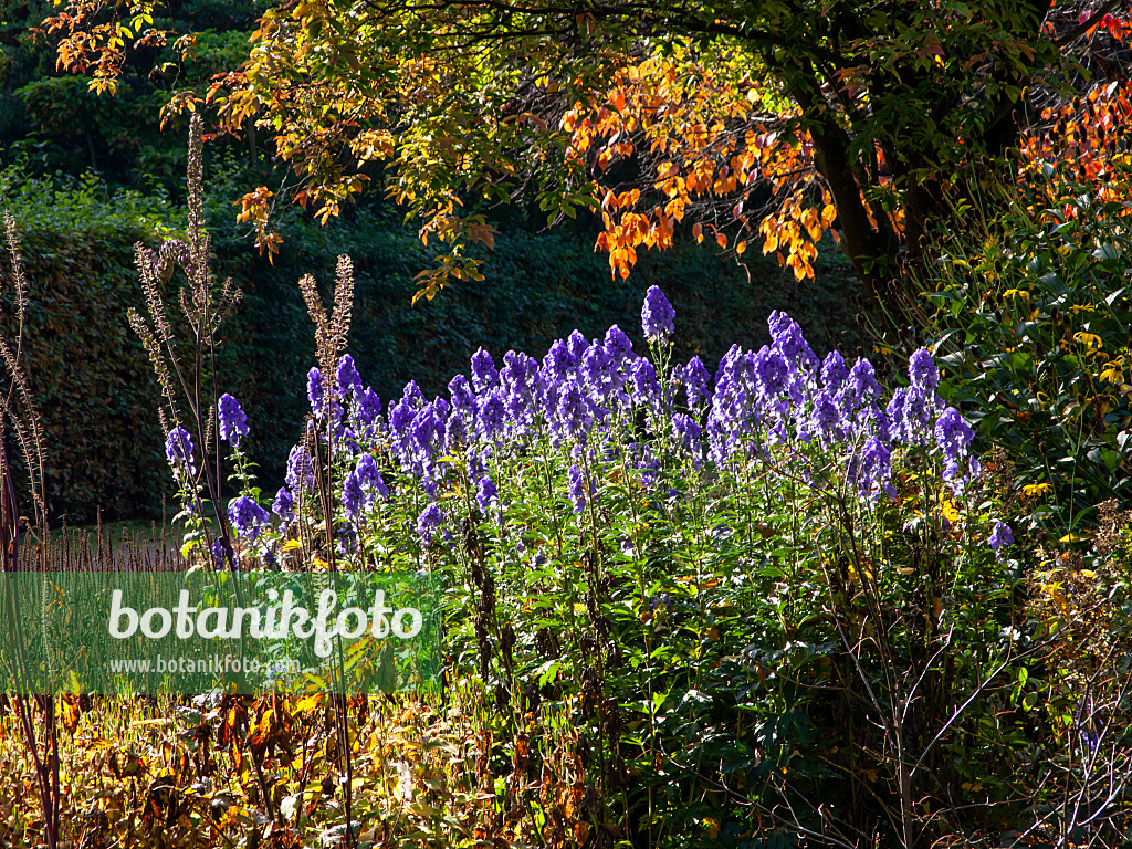 465178 - Aconit d'automne (Aconitum carmichaelii 'Arendsii' syn. Aconitum arendsii)