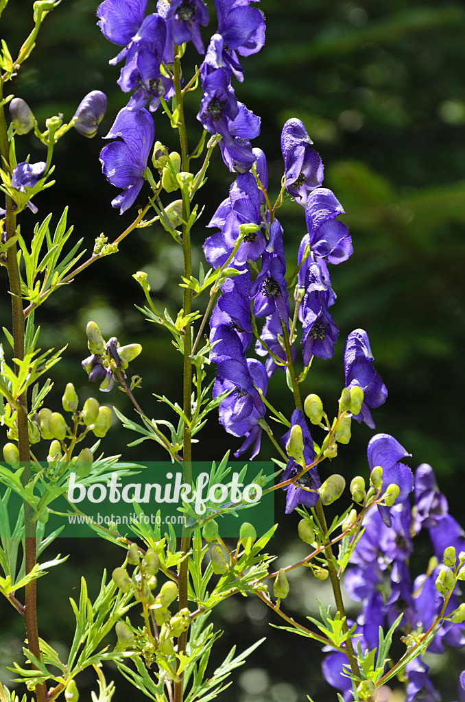 498184 - Aconit panaché (Aconitum variegatum)