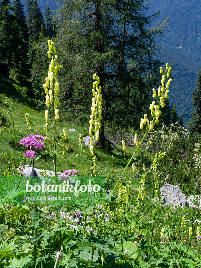 439339 - Aconit tue-loup (Aconitum lycoctonum)