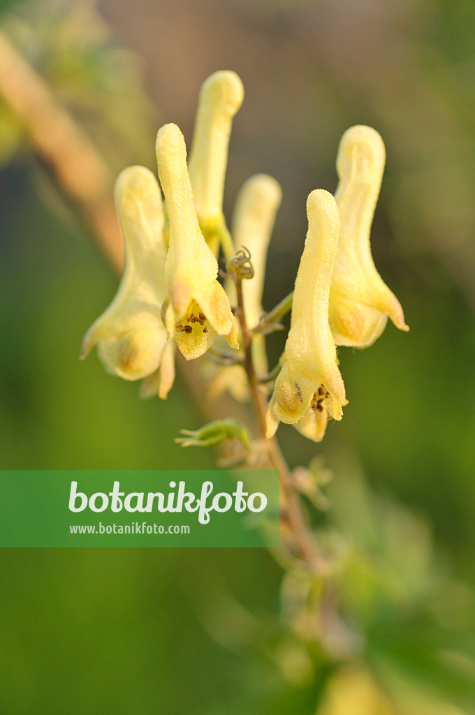 486110 - Aconit tue-loup (Aconitum lycoctonum)