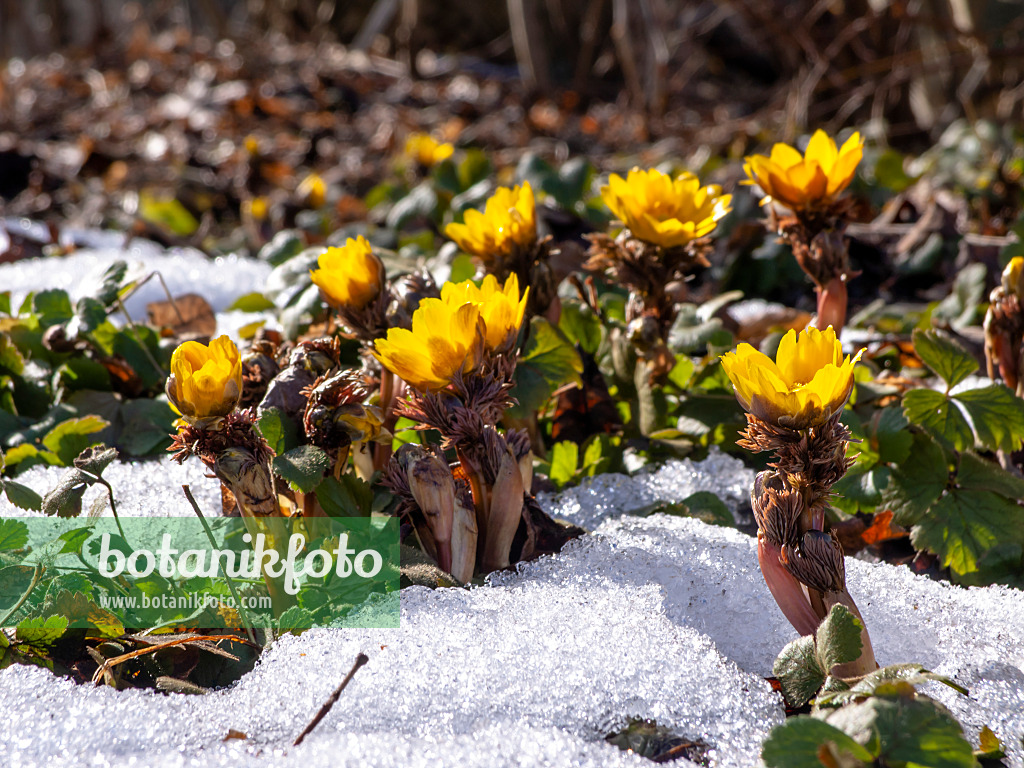 435181 - Adonis de l'amour (Adonis amurensis)