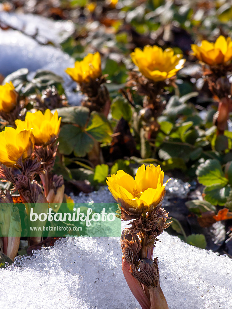 435182 - Adonis de l'amour (Adonis amurensis)