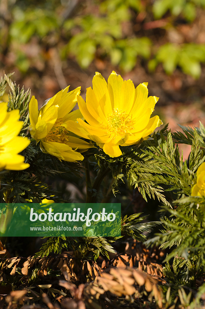 494054 - Adonis de l'amour (Adonis amurensis) 494054 - Adonis de l'amour (Adonis amurensis)
