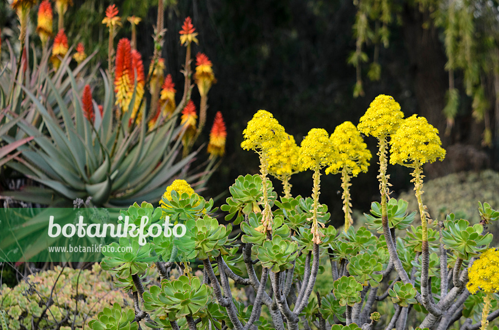 564167 - Aéonium (Aeonium) et aloès (Aloe mutabilis)