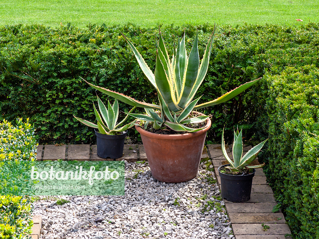 463120 - Agave (Agave)