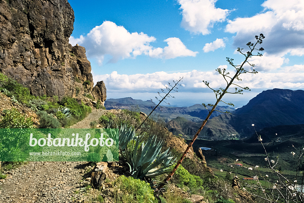 397019 - Agave d'Amérique (Agave americana), Gran Canaria, Espagne