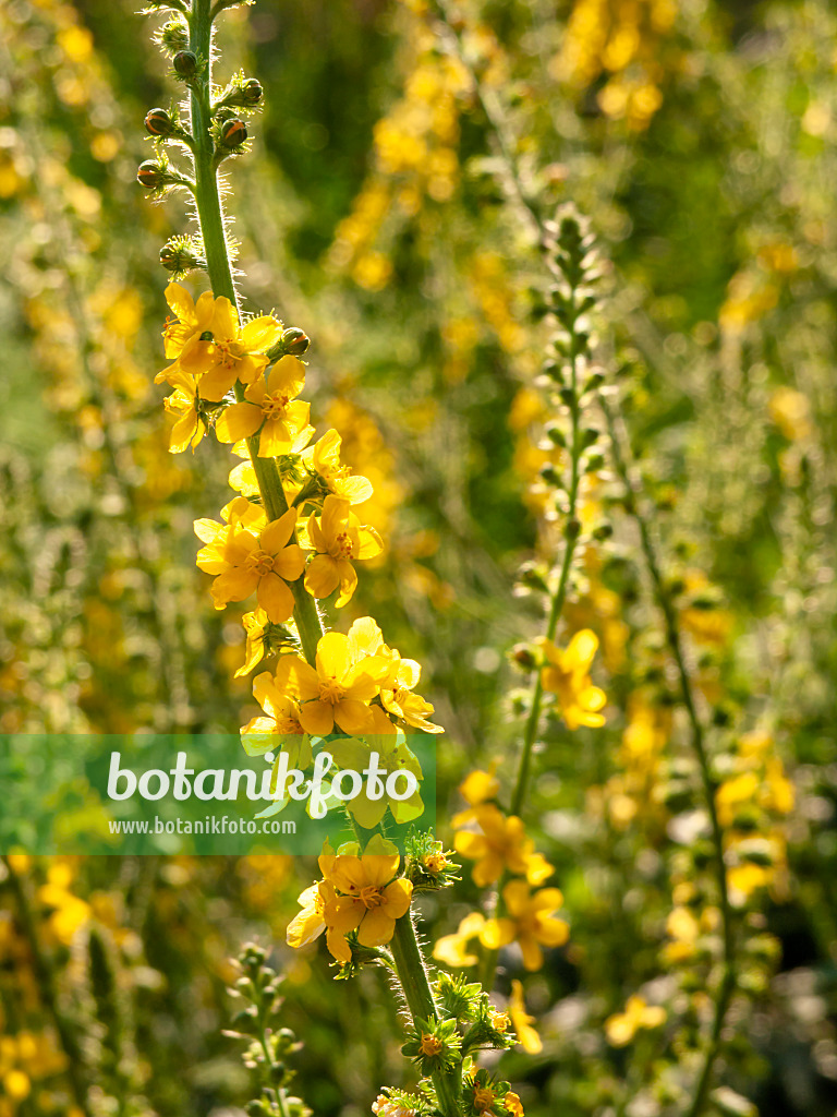 427175 - Aigremoine eupatoire (Agrimonia eupatoria)