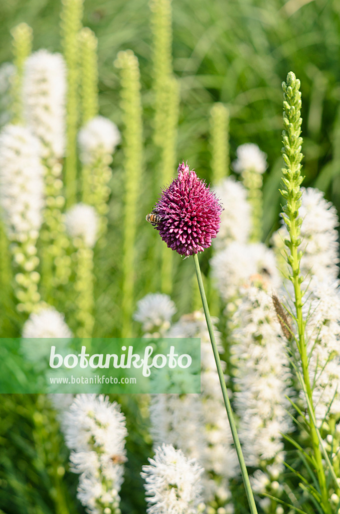 570112 - Ail à tête ronde (Allium sphaerocephalon) et liatride à épis (Liatris spicata 'Floristan White')