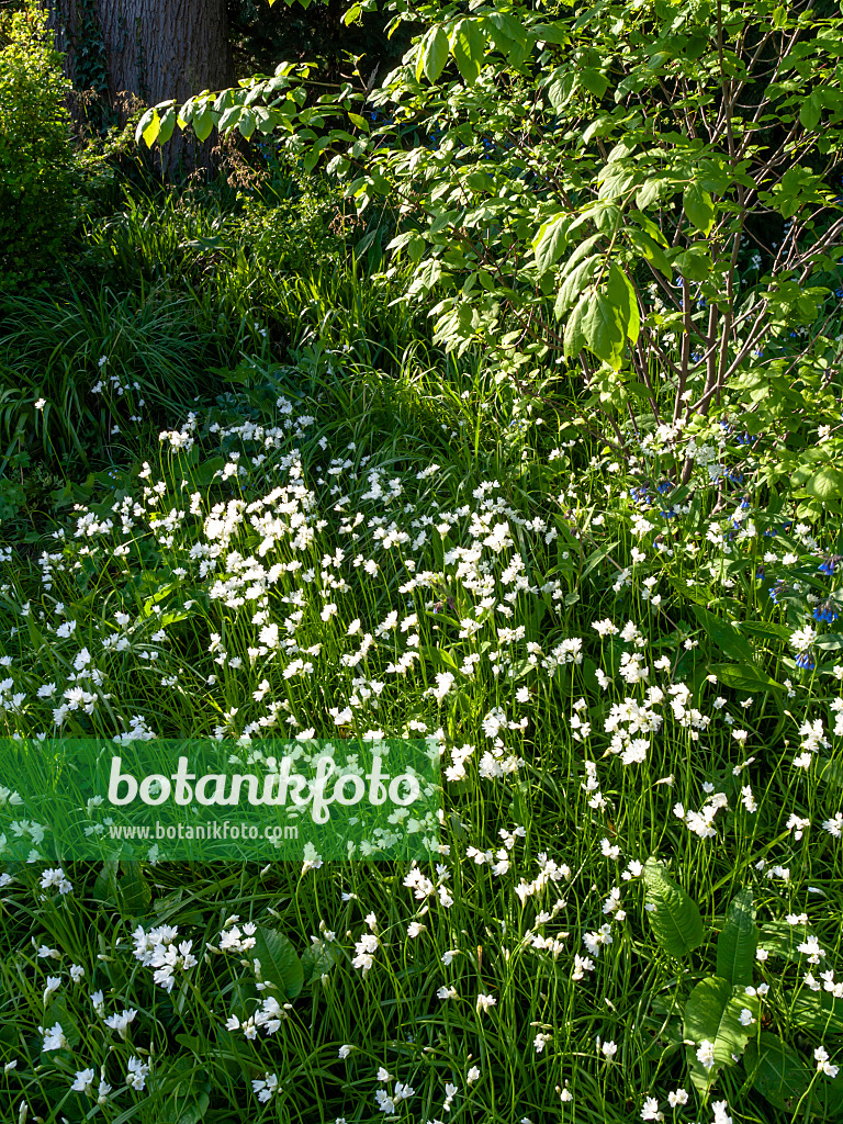 459063 - Ail blanc (Allium zebdanense syn. Allium neapolitanum)