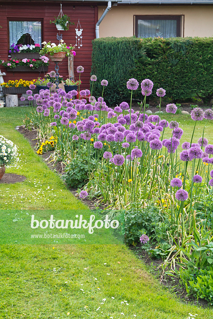 545050 - Ail d'ornement (Allium) dans un jardin familial