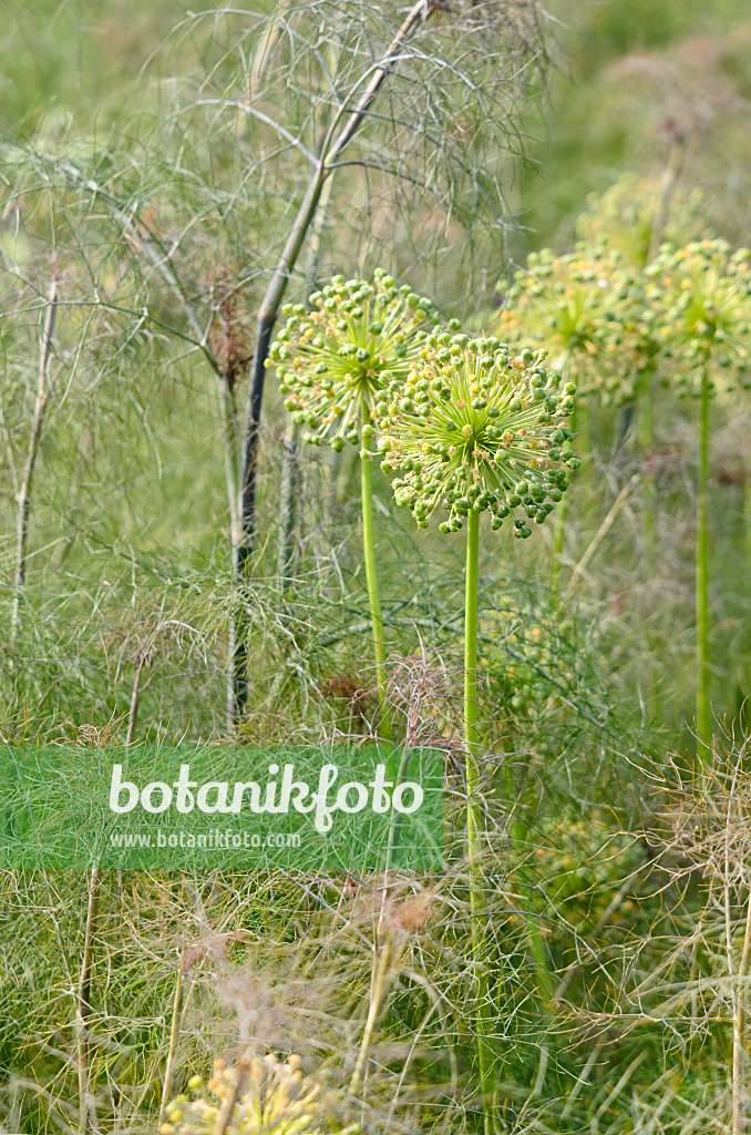 521139 - Ail d'ornement (Allium) et fenouil commun (Foeniculum vulgare)