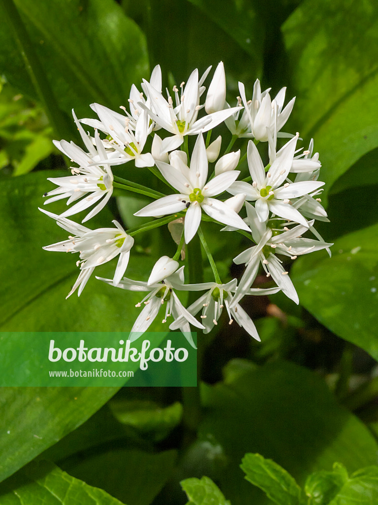 401195 - Ail des ours (Allium ursinum)