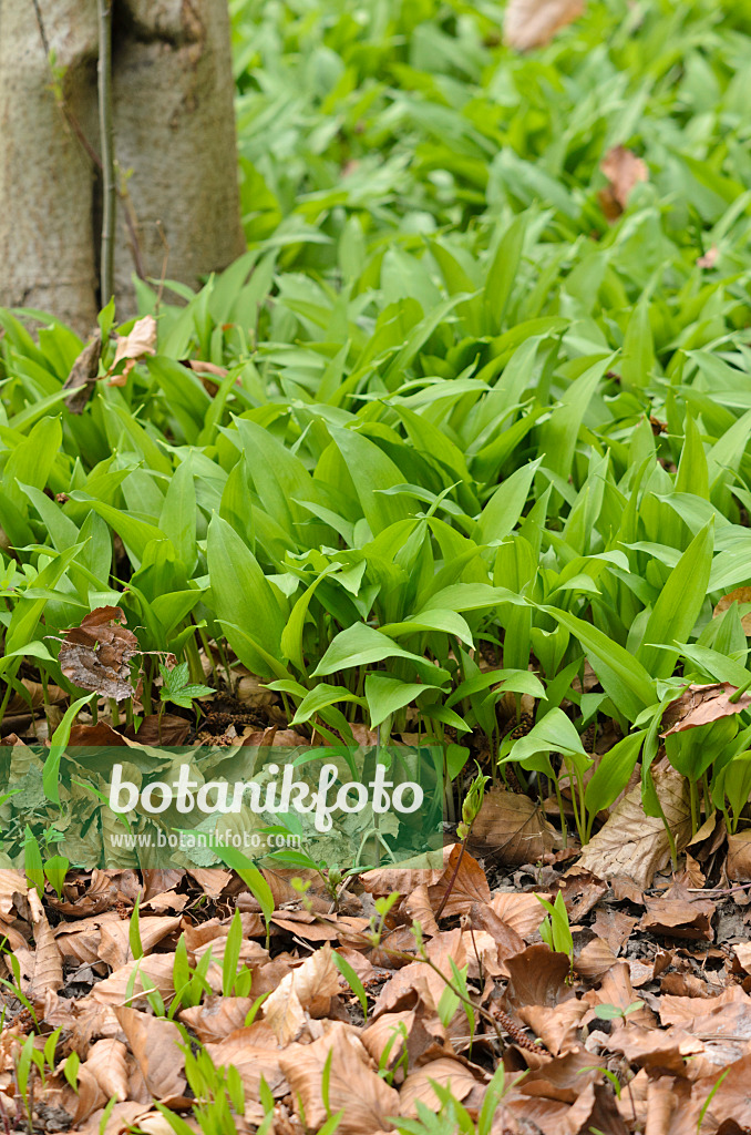 519072 - Ail des ours (Allium ursinum)