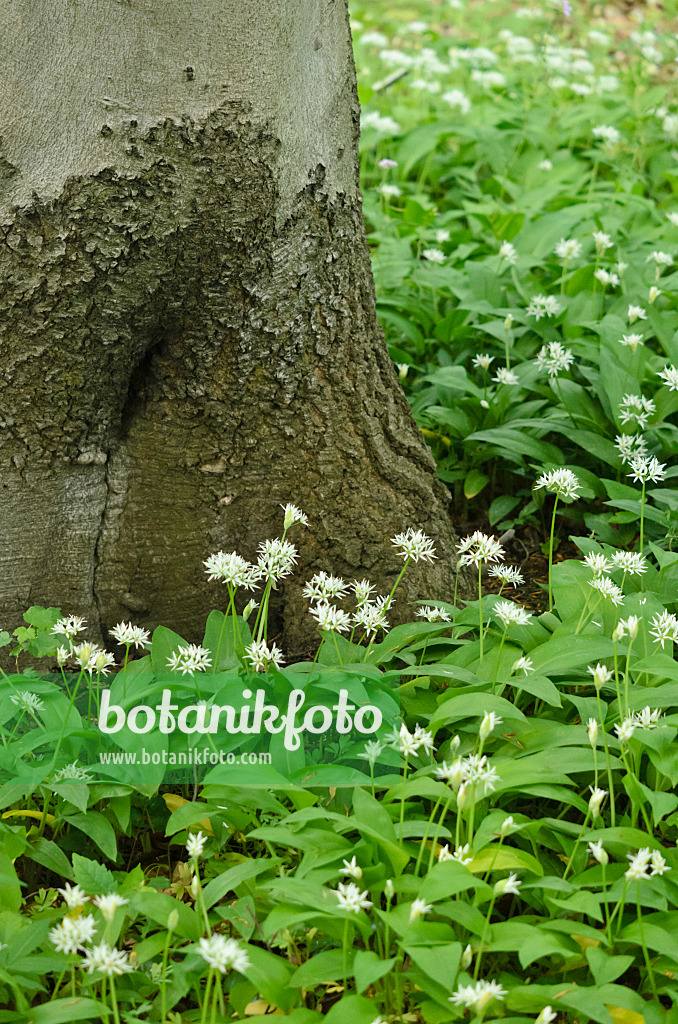 544024 - Ail des ours (Allium ursinum)