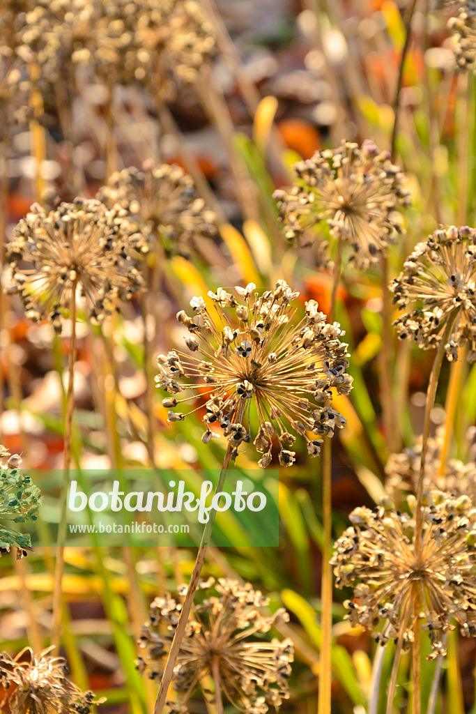 489074 - Ail faux poireau (Allium ampeloprasum)