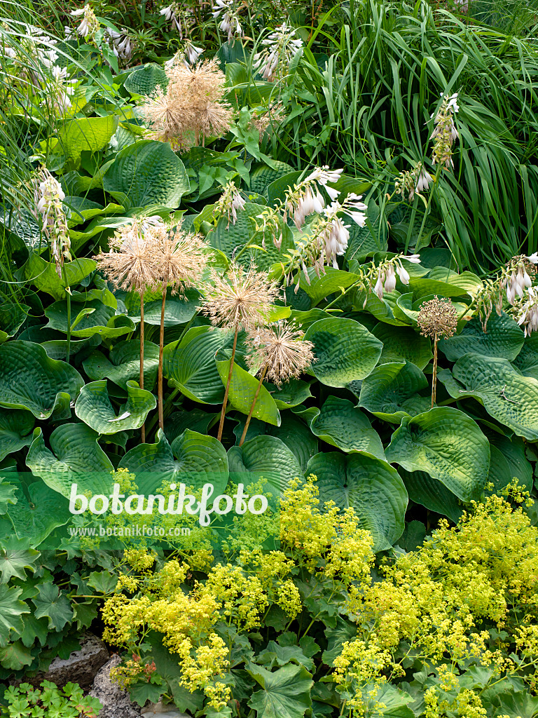 462060 - Ail géant (Allium Globemaster), funkia (Hosta sieboldiana 'Elegans') et alchémille (Alchemilla)