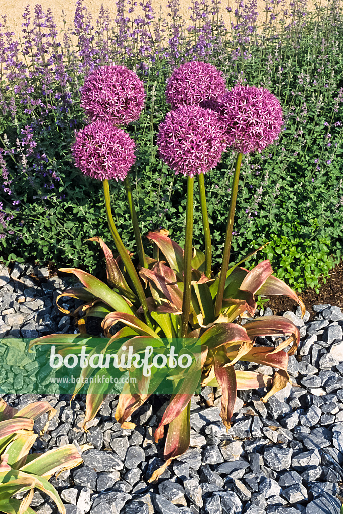 390146 - Ail géant de l'Himalaya (Allium giganteum)