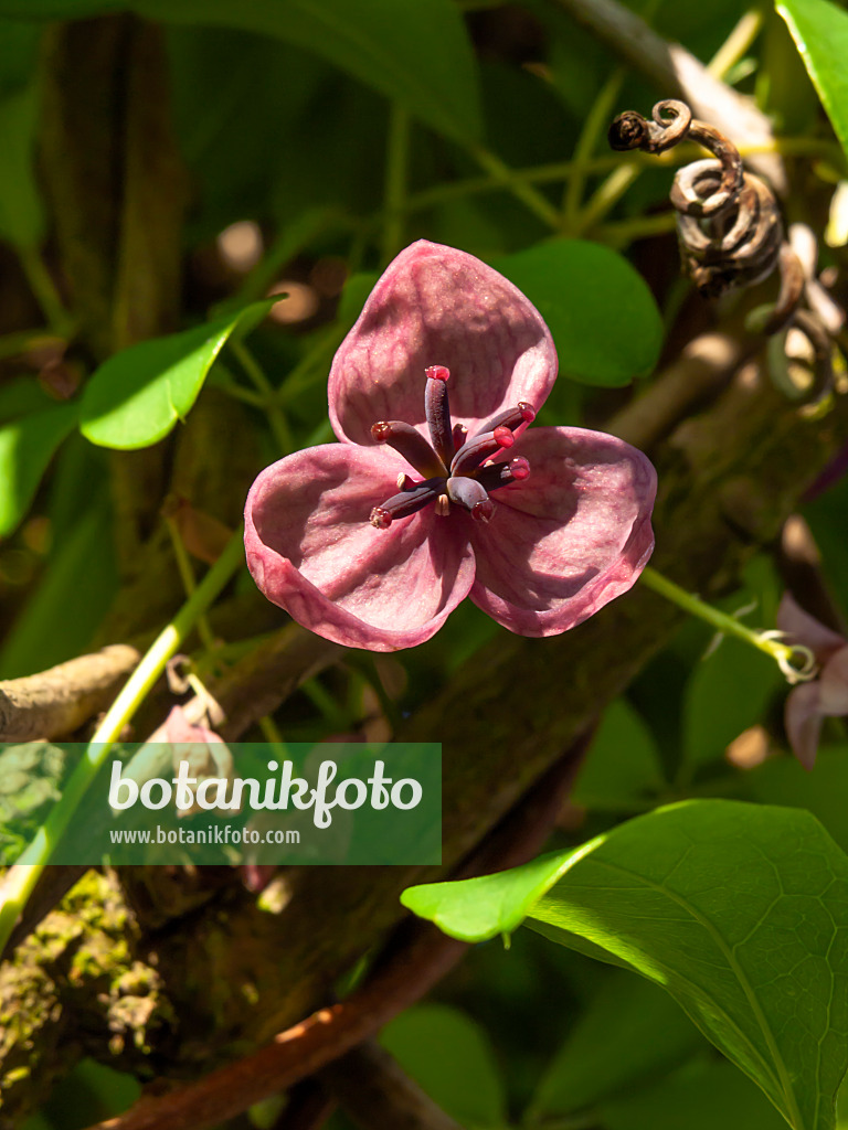 460057 - Akébia à cinq feuilles (Akebia quinata)