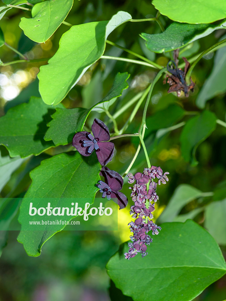 460091 - Akébia à cinq feuilles (Akebia quinata)