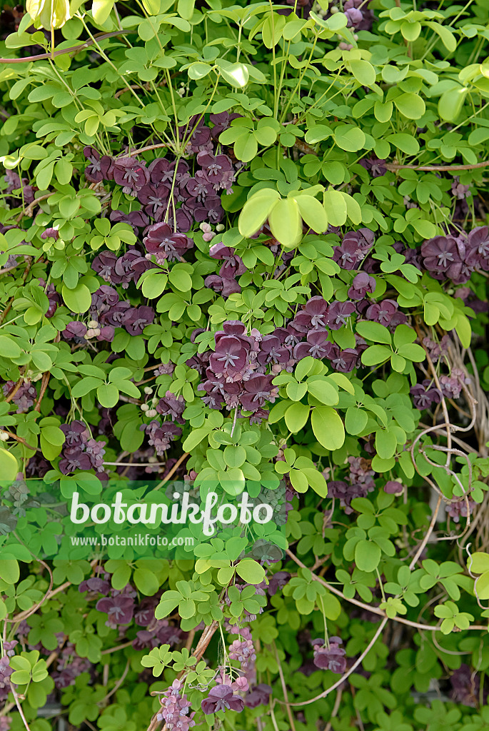 471355 - Akébia à cinq feuilles (Akebia quinata)