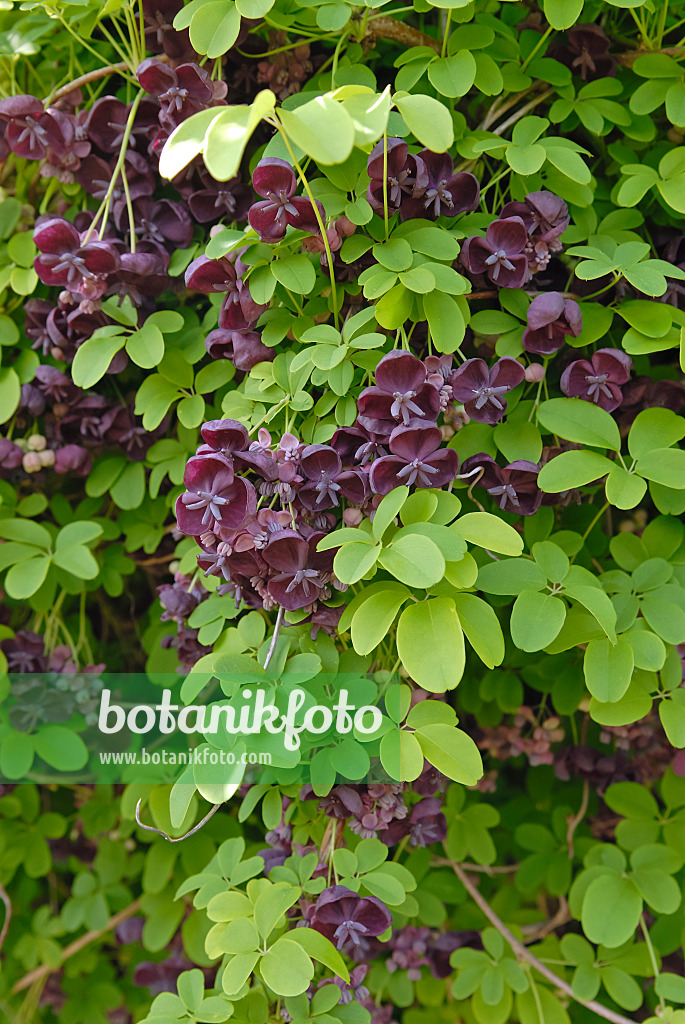 471356 - Akébia à cinq feuilles (Akebia quinata)