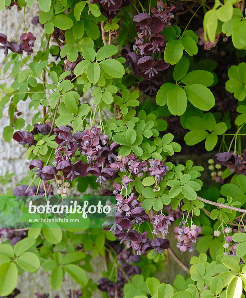 471357 - Akébia à cinq feuilles (Akebia quinata)