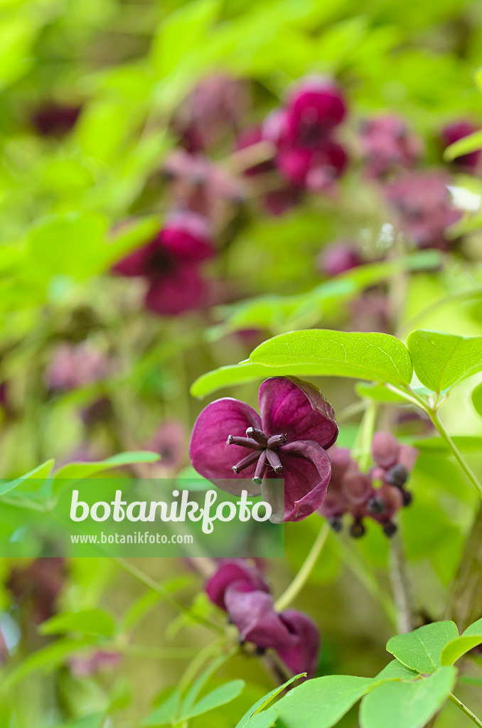 496011 - Akébia à cinq feuilles (Akebia quinata)