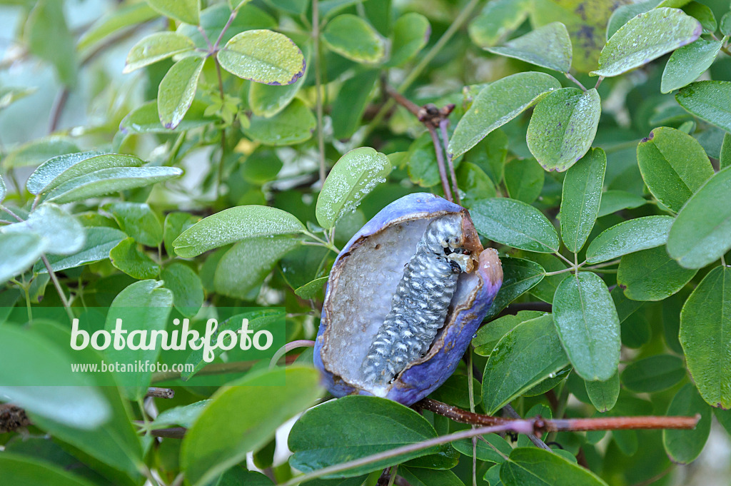 517121 - Akébia à cinq feuilles (Akebia quinata)