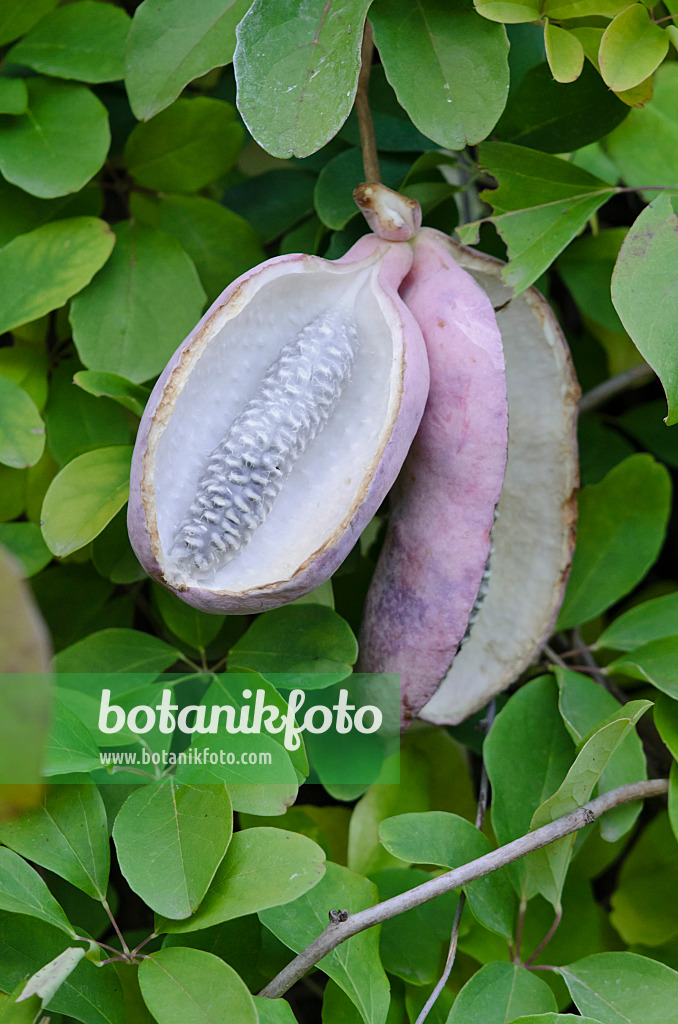 524217 - Akébia à cinq feuilles (Akebia quinata)