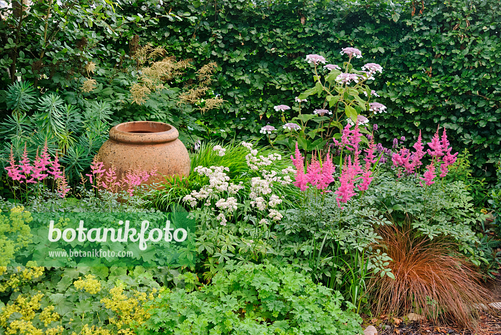 483029 - Alchémille (Alchemilla mollis), astilbe (Astilbe), astrance (Astrantia), laîche de Nouvelle Zélande (Carex tenuiculmis) et hortensia de Sargent (Hydrangea aspera subsp. sargentiana)