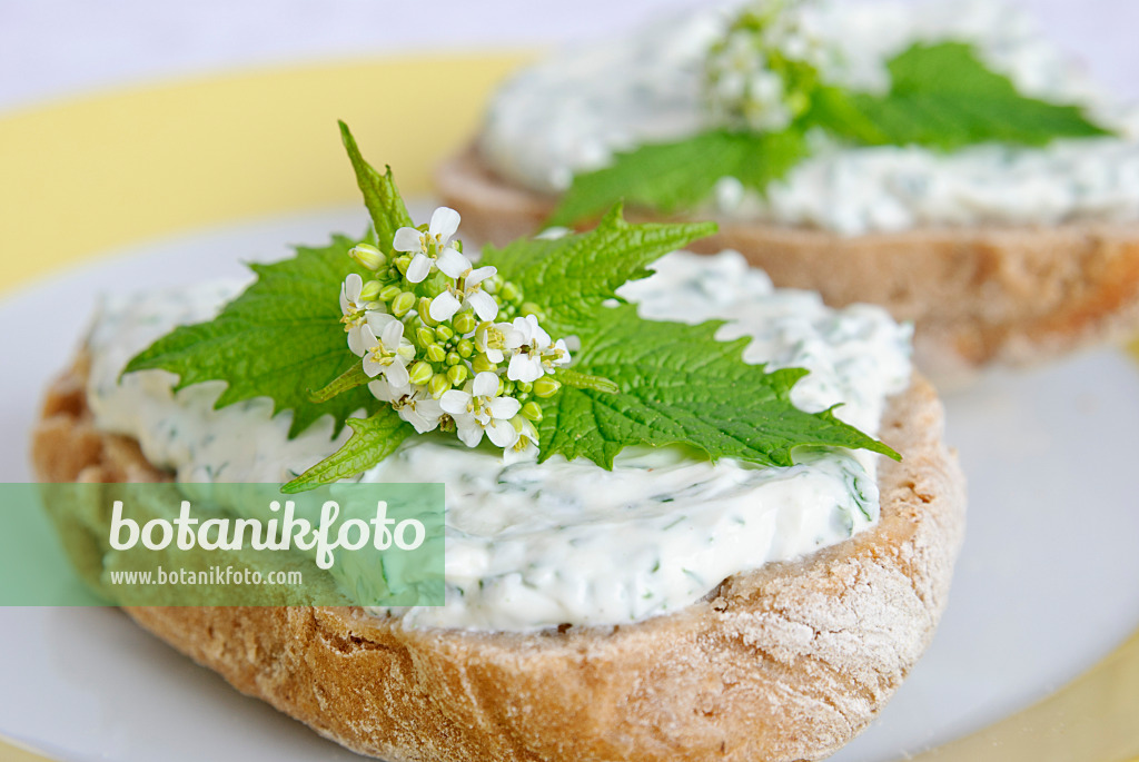 481003 - Alliaire officinale (Alliaria petiolata) sur un petit pain de seigle avec du fromage blanc