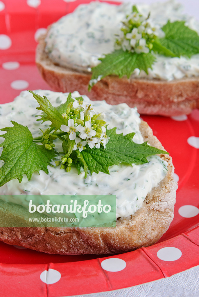 481004 - Alliaire officinale (Alliaria petiolata) sur un petit pain de seigle avec du fromage blanc