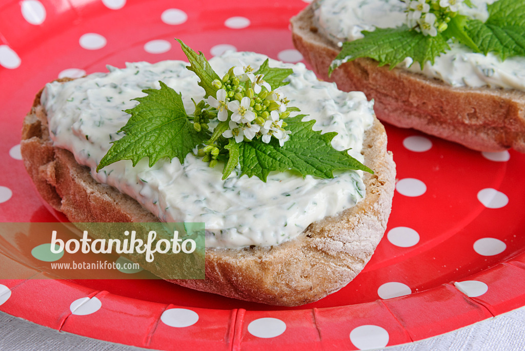 481005 - Alliaire officinale (Alliaria petiolata) sur un petit pain de seigle avec du fromage blanc