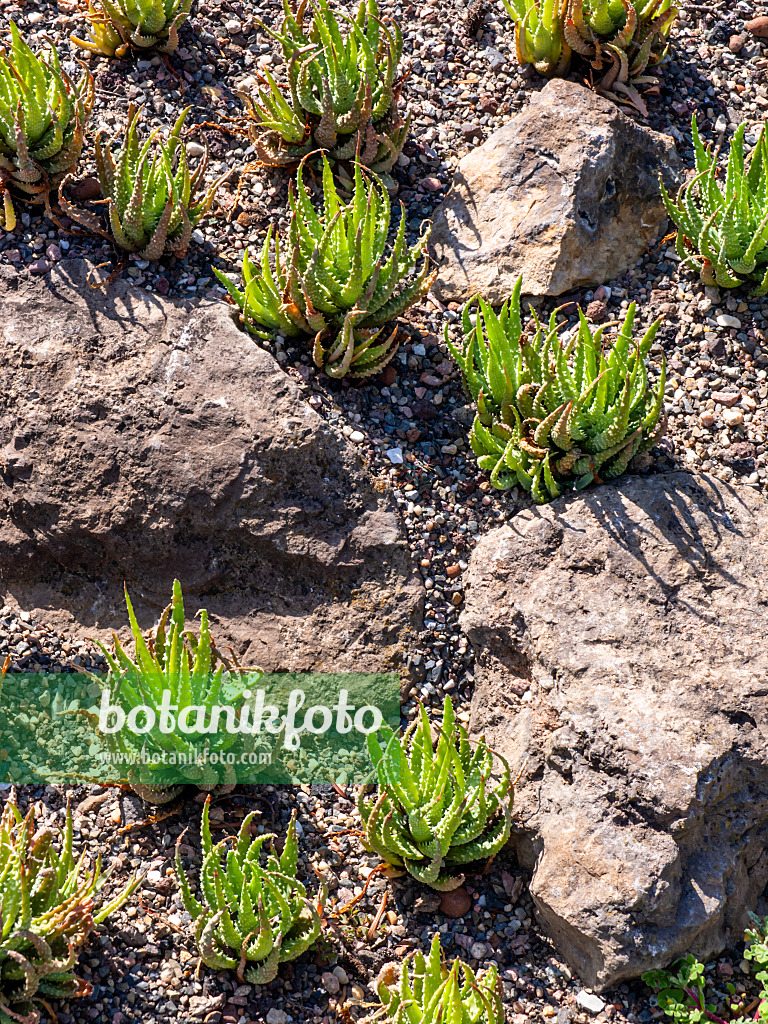 427223 - Aloès (Aloe humilis) entre des rochers dans la lumière du soleil